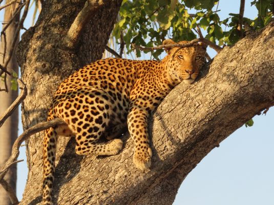 Leadership Lessons from the Wild